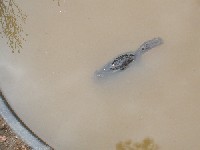 A floater discovered