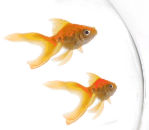 the I Could
                Live Here logo