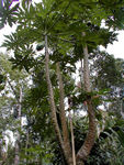Papaya trees