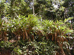 Cardamon plants
