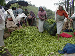 Tea pickers and tea