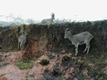 Endangered Nilghiri Tahr in the Eravikulum National Park. 