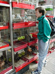 At the bird market