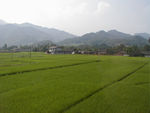 Rice fields