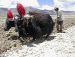 Yak team plowing