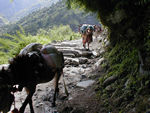 Mules on the trail