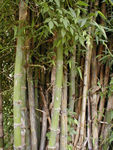 Bamboo