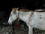 A mule.  The mules seem to end each day with bleeding saddle sores.  You can see scars on this one.