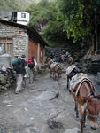 Typical mule train