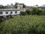 It's a shock to see cornfields again.  There are small plots everywhere