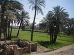 Mudbricks and palm trees
