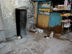 Every city seems to specialize in cats or dogs.  Cairo has cats