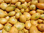 Ripe mangoes