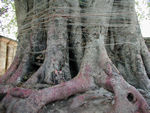 Tree outside Shiva temple