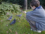 Feeding the birds