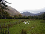 Ducks in Glen Nevis