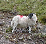 A sheep, brought to you by Monica