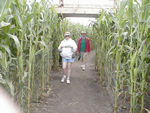 Corn maze